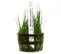 Foto produto: Eleocharis acicularis