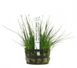 Foto produto: Eleocharis sp. (Japan)