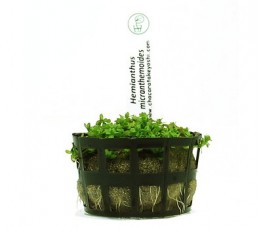 Foto produto: Hemianthus micranthemoides