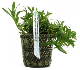 Foto produto: Heteranthera zosterifolia  