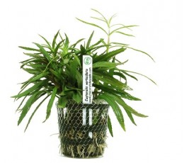 Foto produto: Eusteralis verticillata 