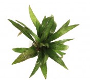 Hygrophila angustifolia