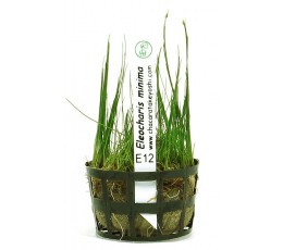 Foto produto: Eleocharis minima