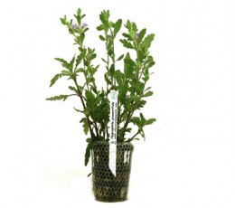 Foto produto: Hygrophila pinnatifida