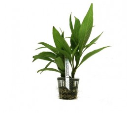 Foto produto: Hygrophila salicifolia