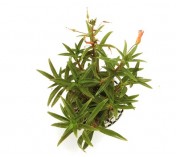 Limnophila aromática