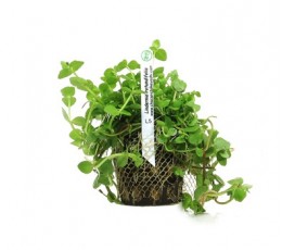 Foto produto: Lindernia rotundifolia