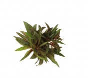 Ludwigia glandulosa