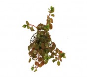 Ludwigia ovalis