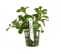 Foto produto: Ludwigia repens (Rubin)