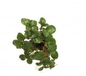 Ludwigia repens (Rubin)