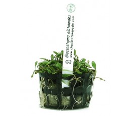 Foto produto: Glossostigma elatinoides