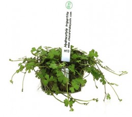 Foto produto: Hydrocotyle tripartita