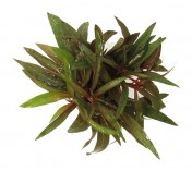 Ludwigia glandulosa