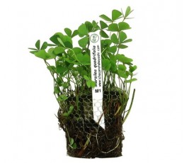 Foto produto: Marsilea quadrifolia