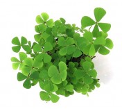 Marsilea quadrifolia