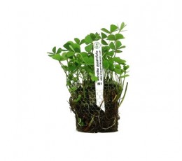 Foto produto: Marsilea quadrifolia