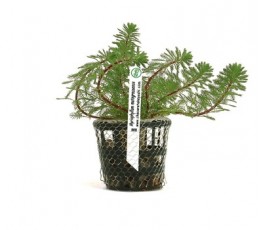 Foto produto: Myriophyllum matogrossense