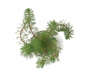 Myriophyllum matogrossense