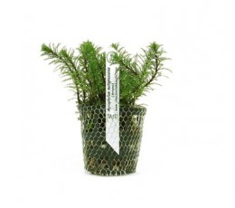 Foto produto: Myriophyllum matogrossense (Amano)