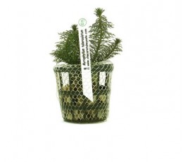 Foto produto: Myriophyllum tuberculatum