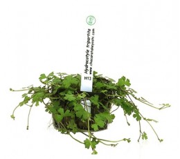 Foto produto: Hydrocotyle tripartita