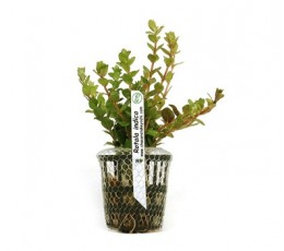 Foto produto: Rotala indica