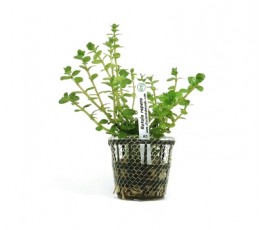 Foto produto: Rotala repens