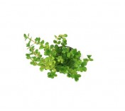 Rotala repens