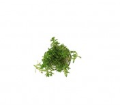 Rotala sp. (Nanjenshan)