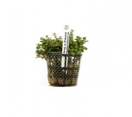 Foto produto: Rotala sp. (Francisco)