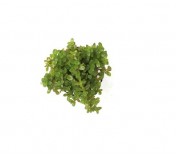 Rotala sp. (Francisco)