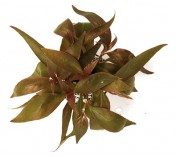 Alternanthera reineckii (Roseafolia)