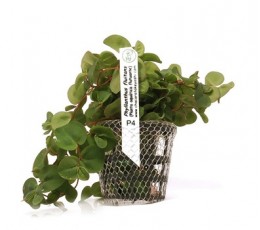 Foto produto: Phyllanthus fluitans