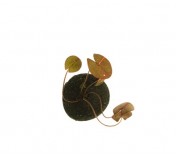 Nynphaea caerulea