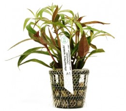 Foto produto: Alternanthera reineckii (Splendia)