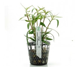 Foto produto: Alternanthera reineckii (Mini)