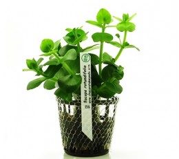 Foto produto: Bacopa rotundifolia