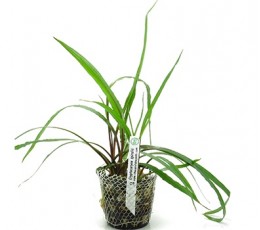 Foto produto: Cryptocoryne spiralis