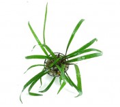 Cryptocoryne spiralis