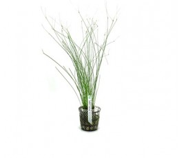 Foto produto: Eleocharis vivipara