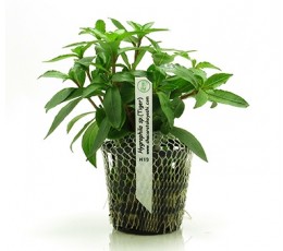 Foto produto: Hygrophila sp. Tiger