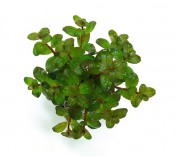 Ludwigia sp Guinea