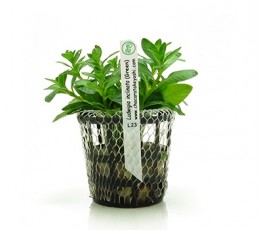 Foto produto: Ludwigia inclinata Green