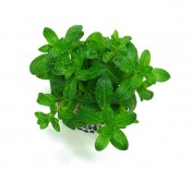 Ludwigia inclinata Green