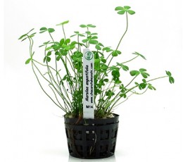 Foto produto: Marsilea angustifolia