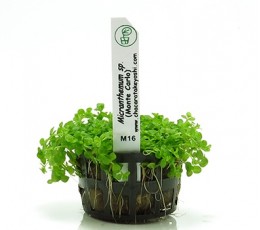 Foto produto: Micranthemum Sp. Monte Carlo