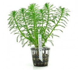 Foto produto: Myriophyllum aquaticum