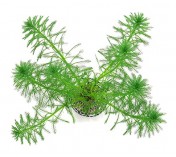 Myriophyllum aquaticum