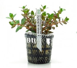 Foto produto: Rotala Sp. Butterfly